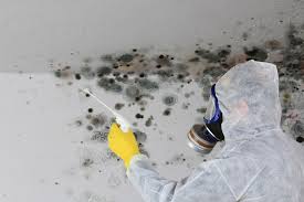 Why You Should Choose Our Mold Remediation Services in St Leon, IN